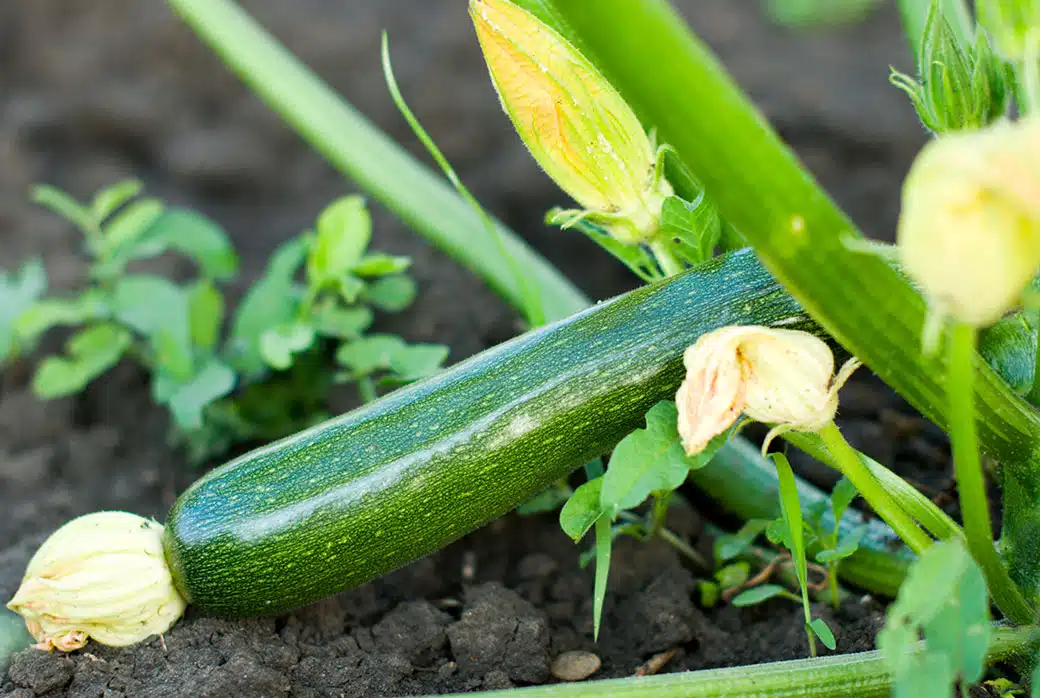 5 astuces pour réussir l'arrosage de vos pieds de courgette