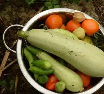 5 astuces pour réussir l'arrosage de vos pieds de courgette