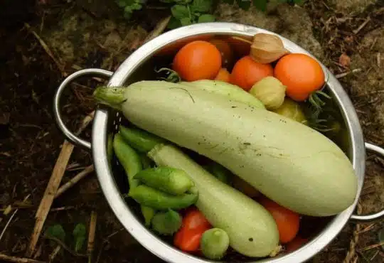 5 astuces pour réussir l'arrosage de vos pieds de courgette