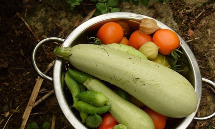 5 astuces pour réussir l'arrosage de vos pieds de courgette