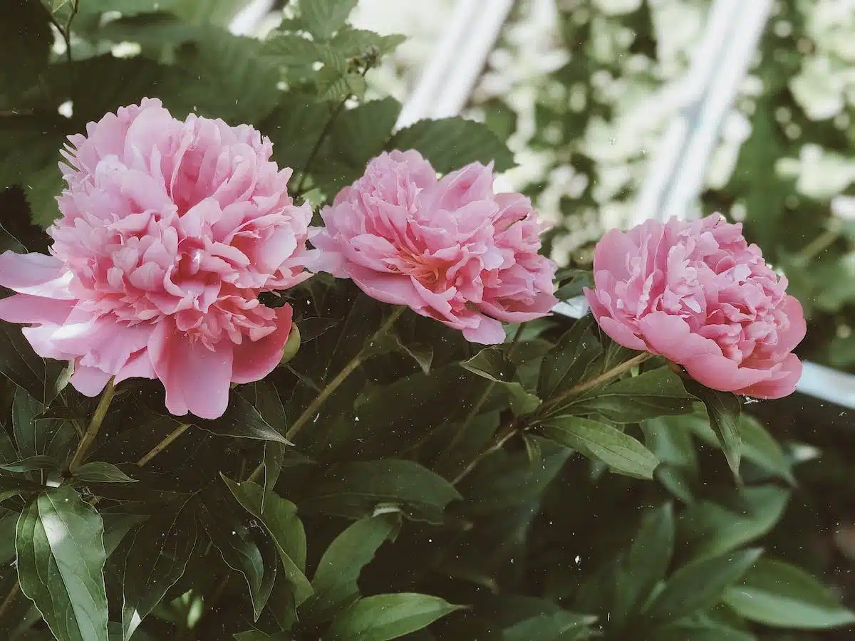 pivoines jardin