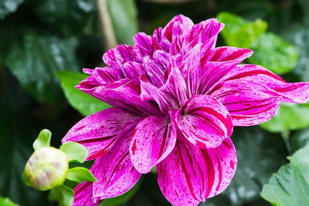 fleurs jardin