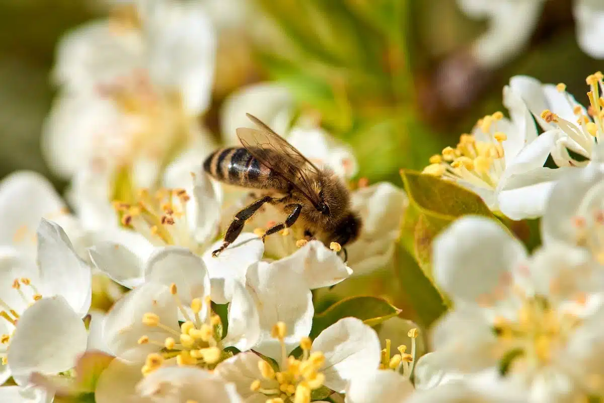 abeilles  fleurs