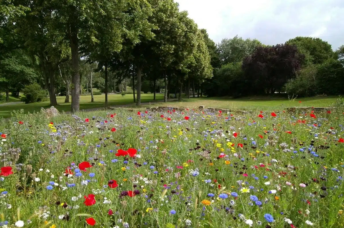 wildflower garden