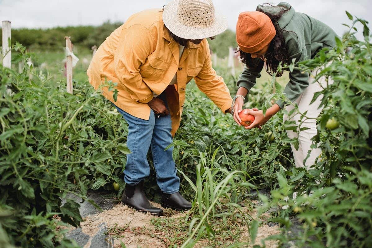 potager  récolte