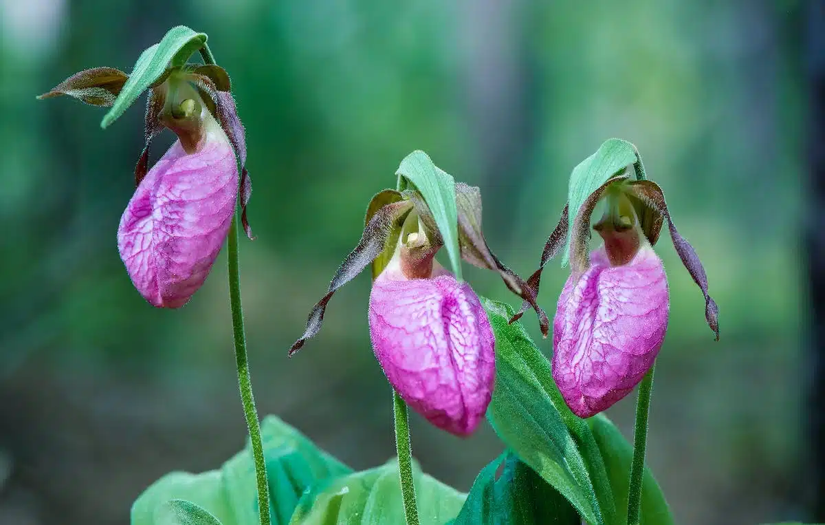 fleurs insolites