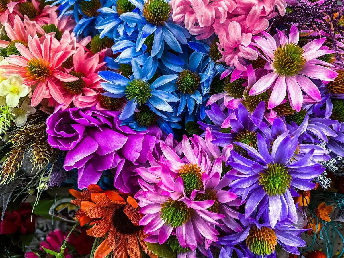 fleurs colorées