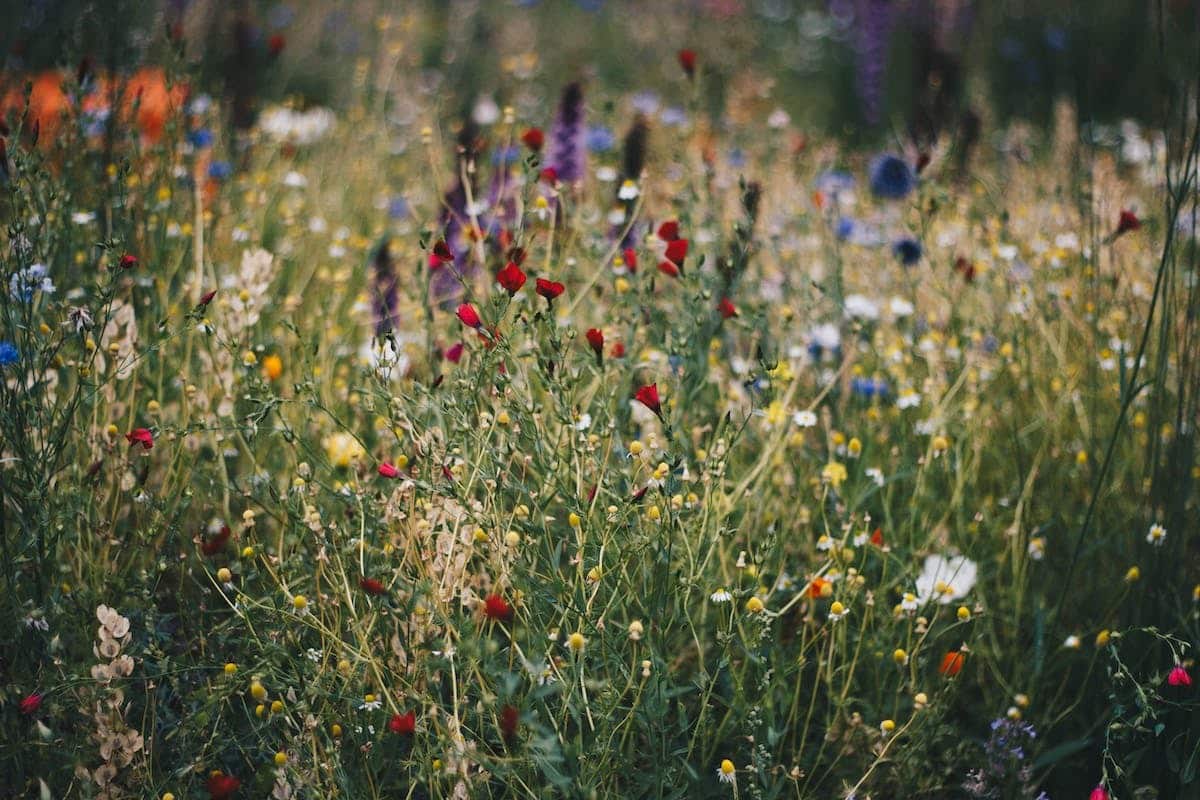 fleurs sauvages