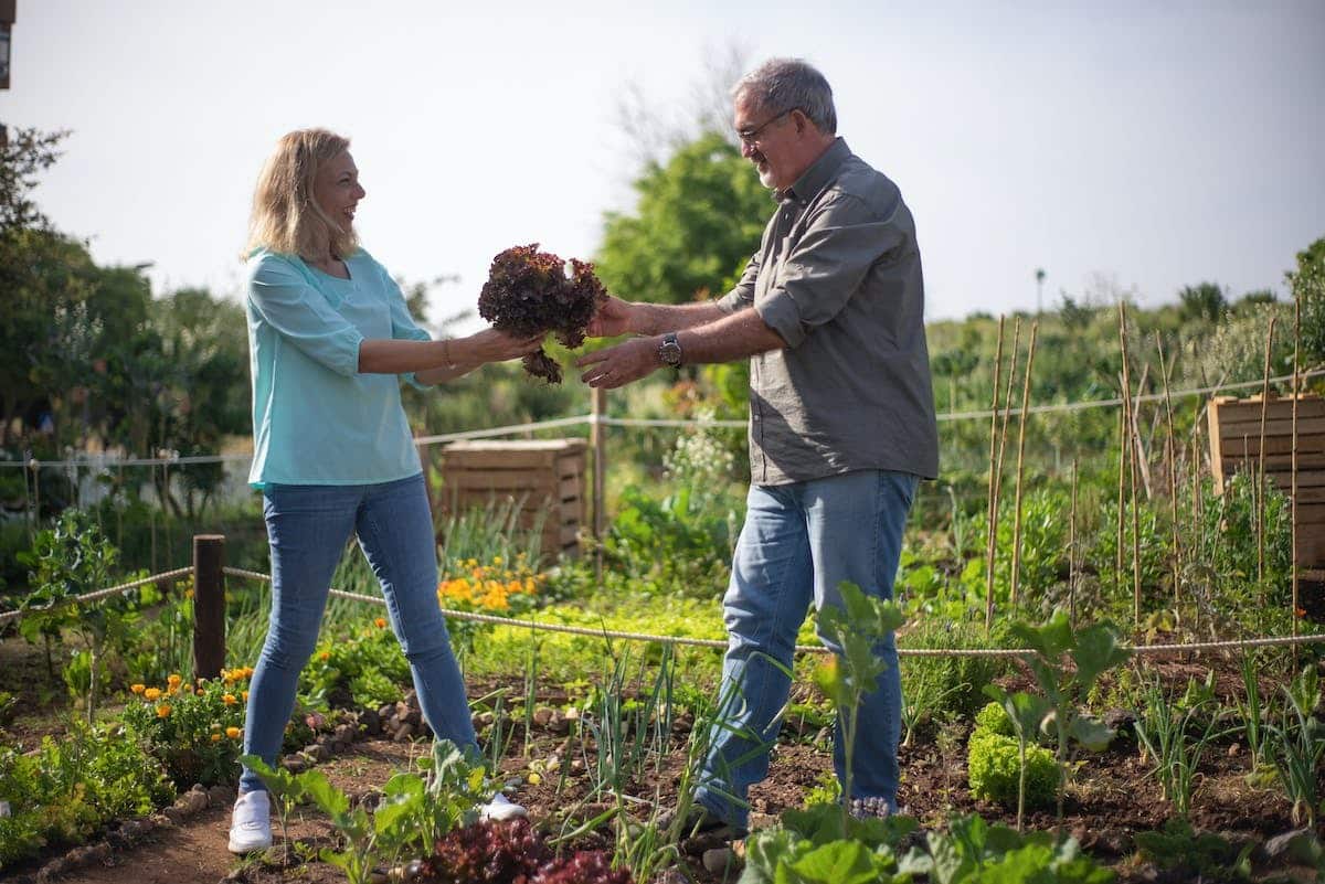 potager  légumes