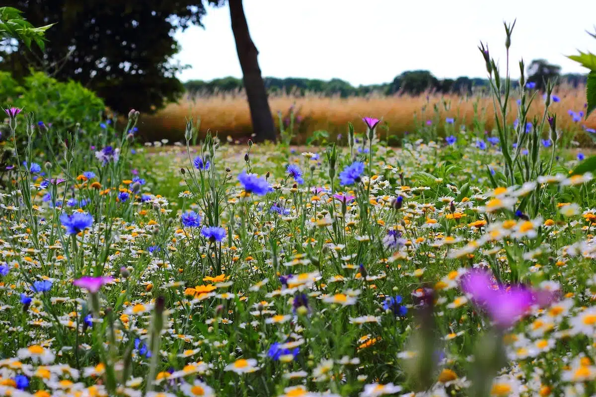 fleurs sauvages