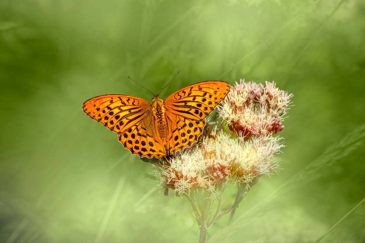 papillons  fleurs