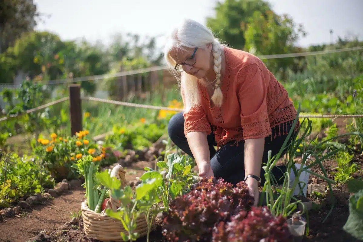 légumes  jardinage