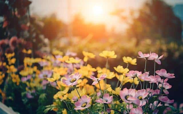 planter des fleurs jardin entretien