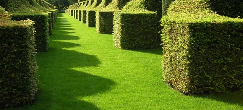 Comment avoir des haies impeccables