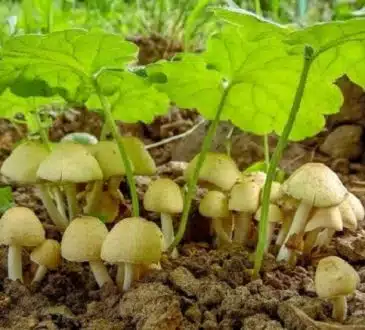 Comment prévenir la prolifération de champignons dans son jardin
