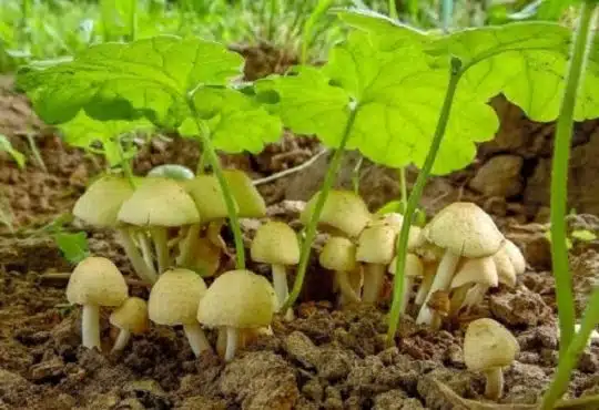 Comment prévenir la prolifération de champignons dans son jardin