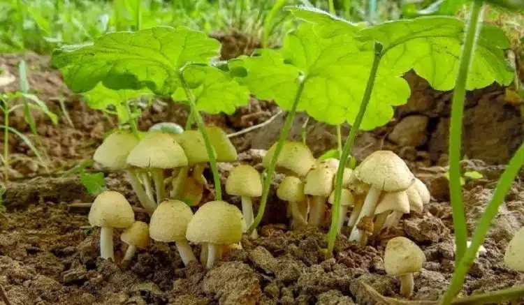 Comment prévenir la prolifération de champignons dans son jardin