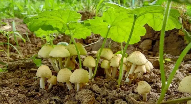 Comment prévenir la prolifération de champignons dans son jardin
