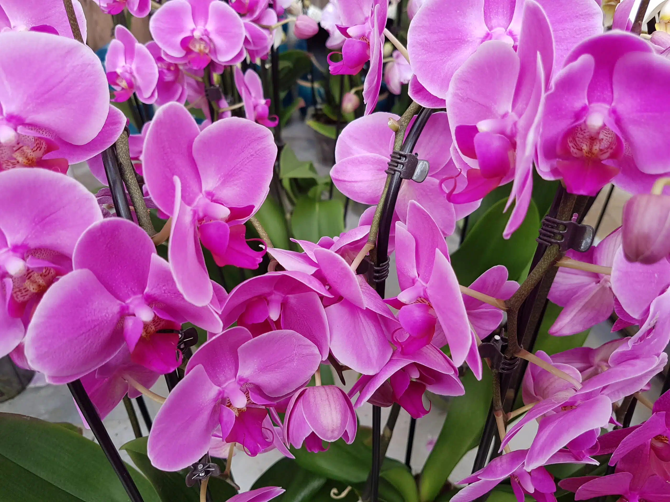 Plongée dans la symbolique mystérieuse de l'orchidée comprendre sa signification