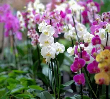 Plongée dans la symbolique mystérieuse de l'orchidée comprendre sa signification