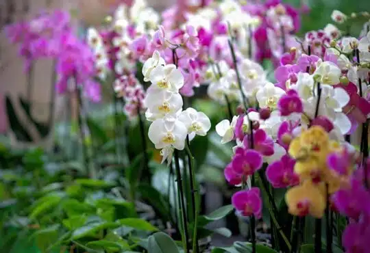 Plongée dans la symbolique mystérieuse de l'orchidée comprendre sa signification