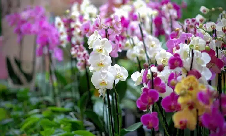 Plongée dans la symbolique mystérieuse de l'orchidée comprendre sa signification