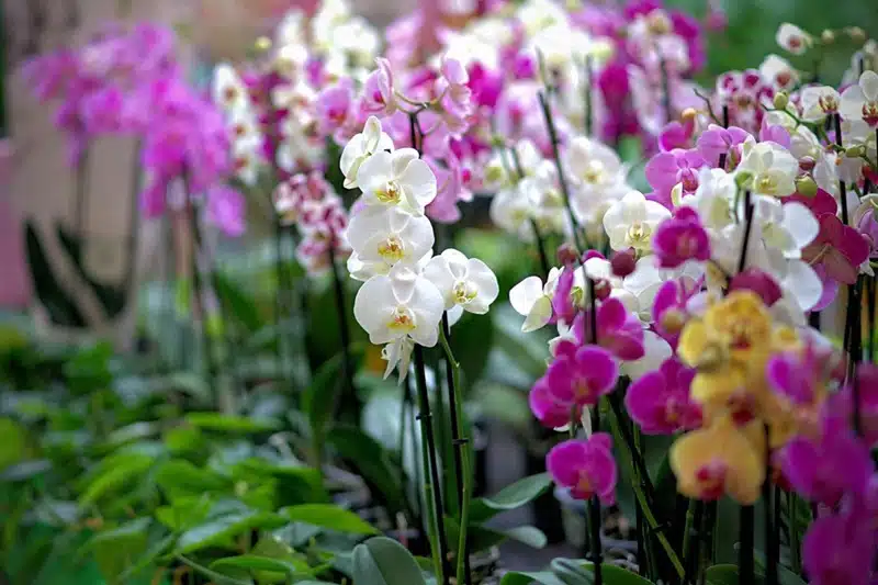 Plongée dans la symbolique mystérieuse de l'orchidée comprendre sa signification