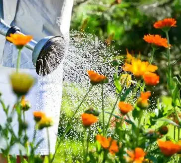 Vague de chaleur au jardin bien protéger ses plantes de la chaleur