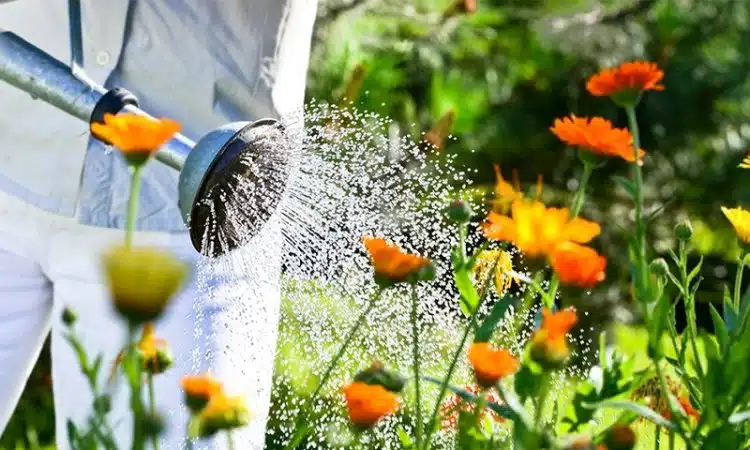 Vague de chaleur au jardin bien protéger ses plantes de la chaleur