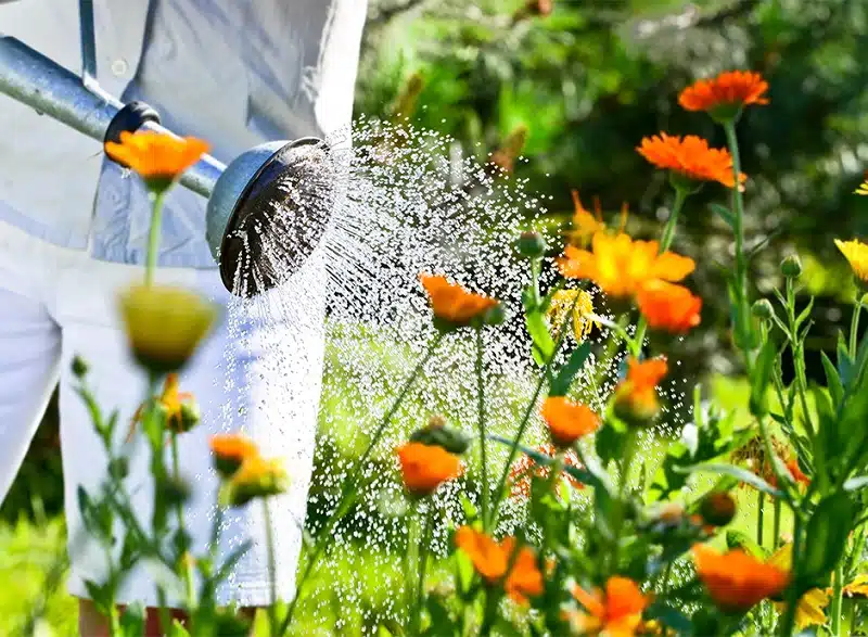 Vague de chaleur au jardin bien protéger ses plantes de la chaleur