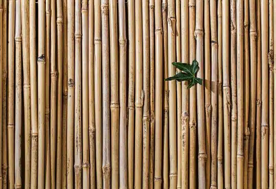 brise-vue en bambou