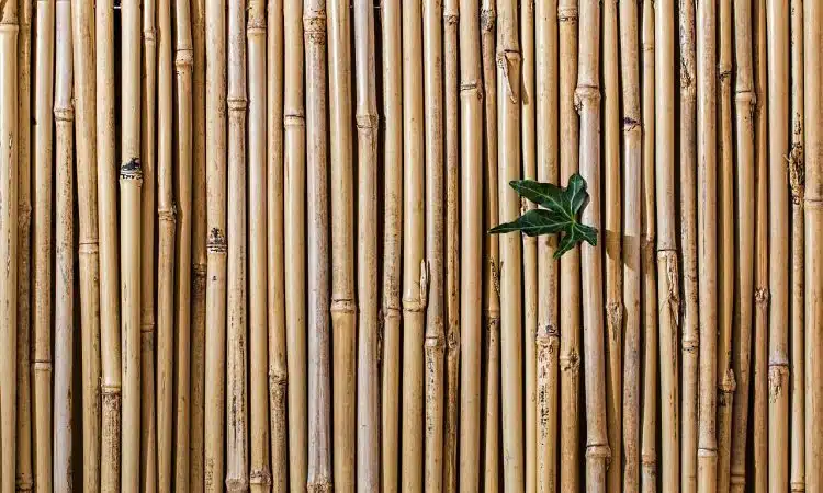 brise-vue en bambou