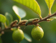 Raisin de branche de citronnier avec cochenilles visibles