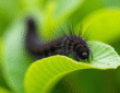 Gros plan de chenilles noires sur feuilles vertes dans un jardin