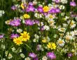 Créer un jardin de fleurs sauvages