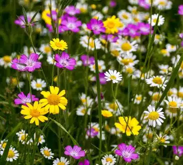 Créer un jardin de fleurs sauvages