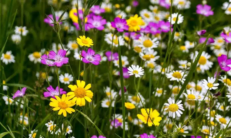 Créer un jardin de fleurs sauvages