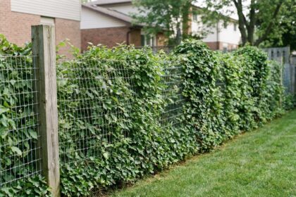 Clôture en grillage souple entrelacée d'une haie de charme dans un jardin résidentiel
