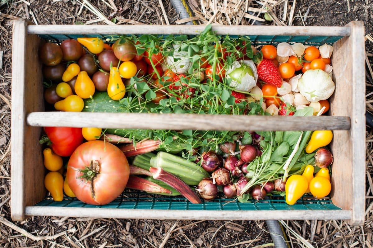 Les astuces pour réussir son potager bio