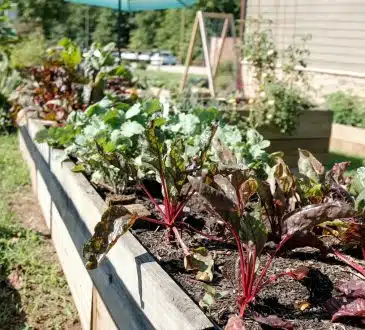 Les astuces pour réussir son potager bio