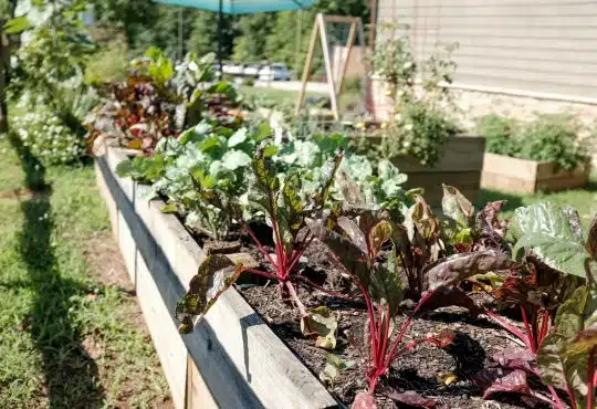 Les astuces pour réussir son potager bio