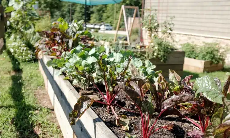 Les astuces pour réussir son potager bio