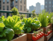 Jardin balcon urbain avec légumes frais et verts