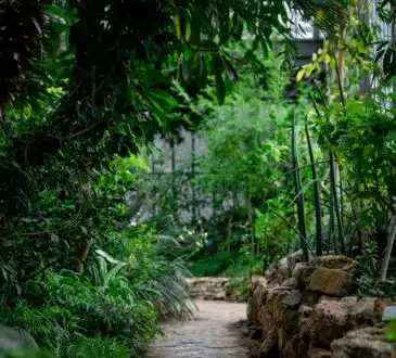 allée en pierre entourée de verdure