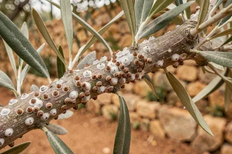 Branche d'olivier infestée de cochenilles avec dépôts cireux blancs et écailles brunes sur l'écorce