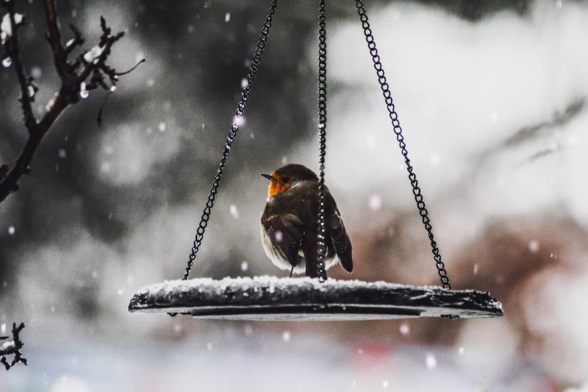 Oiseau dans un jardin l'hiver sous la neige 