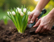 Mains plantant des bulbes d'allium dans un sol riche au jardin