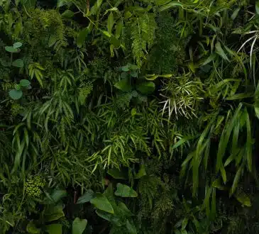 green leafed plants and trees