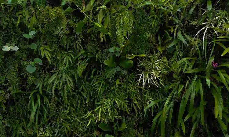 green leafed plants and trees