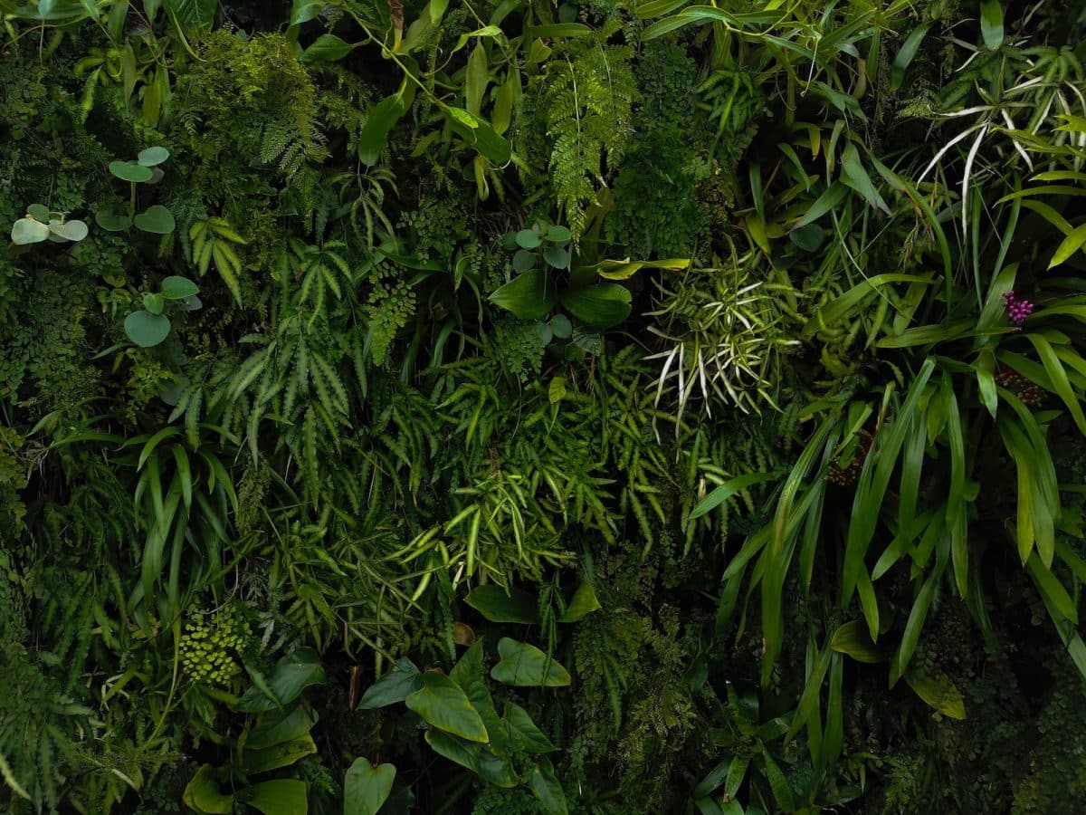 green leafed plants and trees